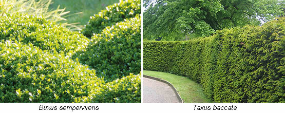 Buxus en Taxus